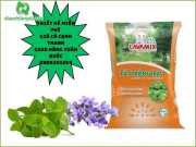 Bao Bì Đất Trồng 