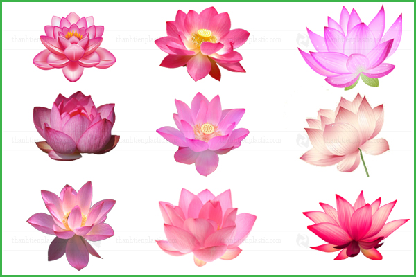 Hình ảnh hoa sen hồng vector