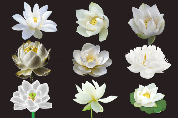 Hình ảnh hoa sen trắng vector tách nền png