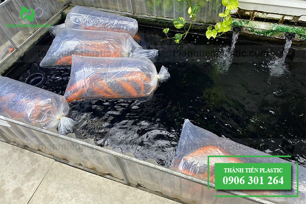 Ứng dụng của túi PE size lớn trong việc đóng gói cá cảnh, con giống thủy sản